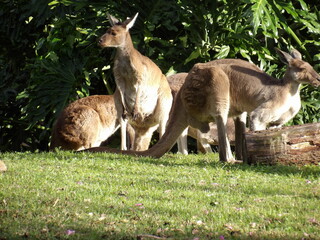 Kangaroo