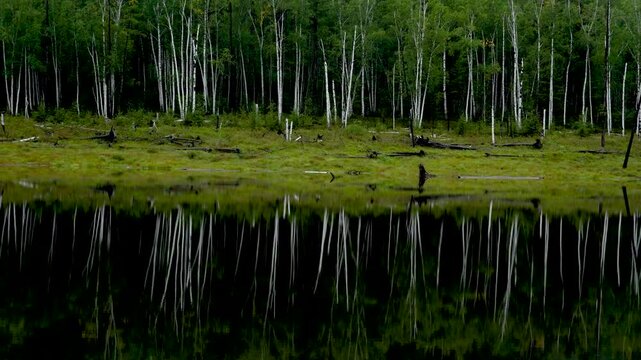 Zeya Reservoir. A beautiful calm lake among green hills.