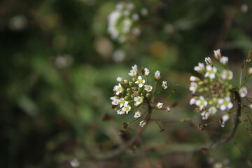 Dainty white blooms