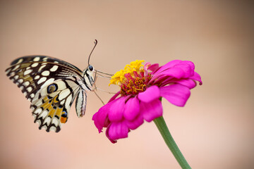 Butterfly  pollinating on pink zinnia flower with yellow pollen