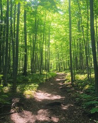 Naklejka premium Serene Forest Pathway in Lush Green Woods