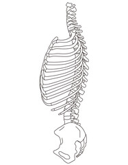 肋骨と胸椎のしくみ　骨格　横図　医療