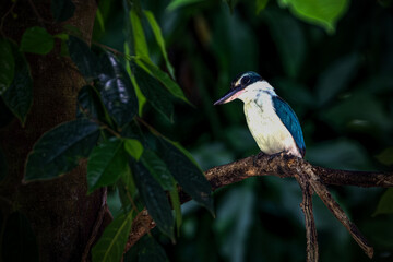 The collared kingfisher (Todiramphus chloris) is a medium-sized kingfisher belonging to the subfamily Halcyoninae, the tree kingfishers.