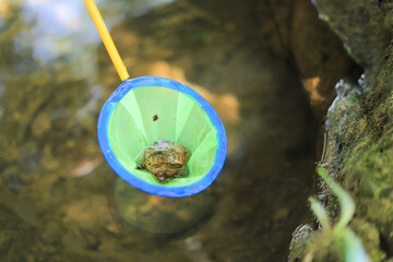 Scoop collecting stone in fresh water for searching life in real water river for experimental...