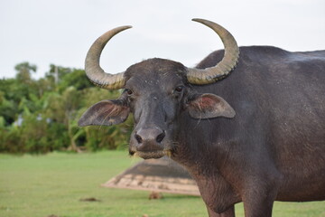 Water Buffalo, also called domestic water buffalo, Asian water buffalo, Asiatic water buffalo and Binomial name is Bubalus bubalis