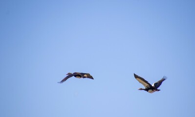 Wild geese in flight in a clear blue African sky image in horizontal format with copy space for background use