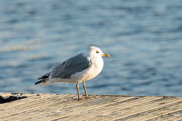 Seagull standing on a wooden dock near a water surface in natural light. Wildlife and birdwatching concept.