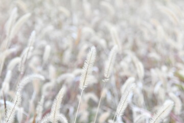 秋の草