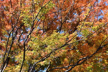 紅葉