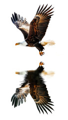 Obraz premium A majestic eagle soaring through the sky, showcasing its powerful wings and beautiful reflection.