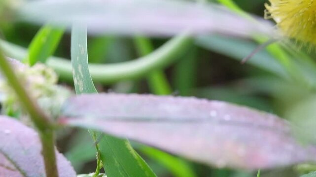 Footage Red Cotton Stainer explores wild plants in the yard. Red Cotton Stainer with Latin name Dysdercus cingulatus. Lawn and Garden. Animel Closeup. Pest Animals