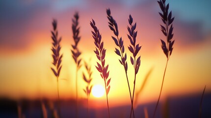 peaceful sunset over grass, showcasing nature beauty and tranquility