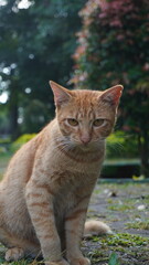 An orange stray cat sitting and not looking at the camera in a park