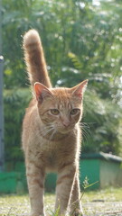 Stray orange cat walking towards the camera