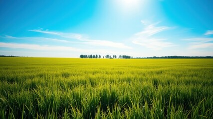Obraz premium A vast expanse of vibrant green grass under a clear blue sky, with a thin line of trees on the horizon, bathed in the warm glow of the sun.