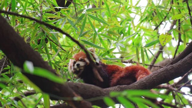 Adorable red panda on a tree