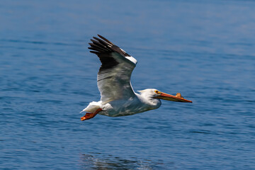 American white pelican (Pelecanus erythrorhynchos) flying over the waters of Morro Bay, California. Wings spread, reflection on the water. 
