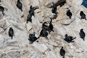 Brandt's cormorants (Urile penicillatus) gathered together on a rock in Point Lobos State Natural Reserve, Monterey, California. 
