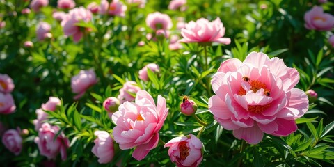 Obraz premium A vibrant pink peony blossom in full bloom, surrounded by other flowers and buds, with two bees diligently working their way through the pollen-rich petals.