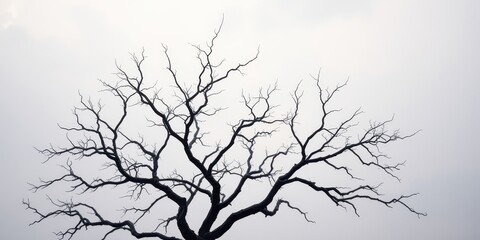Fototapeta premium The stark silhouette of a bare tree branches against a hazy, white sky, a study in contrast and texture.