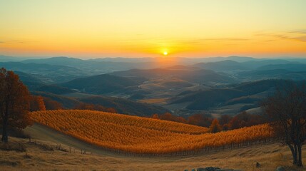 A breathtaking view of a vineyard with rolling hills, a golden sunset, and a hazy sky.