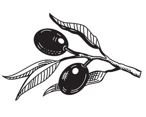 olive branch hand drawn vintage illustration