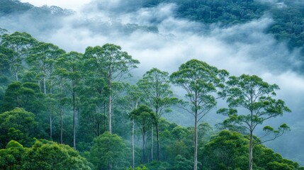 Obraz premium Tall Trees and Fog in a Lush Green Forest