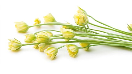 Fototapeta premium Elegant golden flowers delicately placed on a white background, showcasing intricate details and a luxurious design, symbolizing beauty, wealth, and refinement, perfect for floral, decorative, 