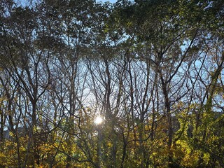 trees and sky