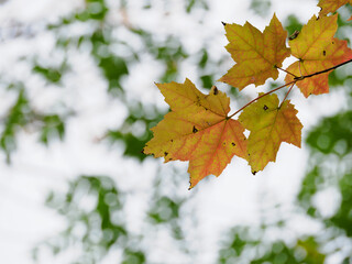 アメリカハナノキの黄葉