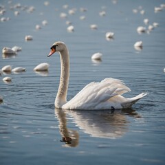 Obraz premium swan on the water