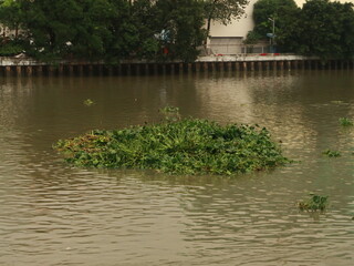 Floating Green Cluster
