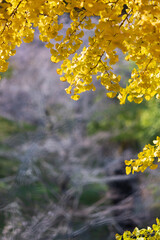 Yellow leaves (ginkgo trees) in autumn season near Kyoto, Japan.