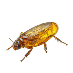 Obraz premium A large brown bug with a yellow abdomen. transparent background