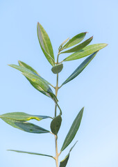 fresh olive branches with leaves isolated on white background,A dark green olive branch on a white background