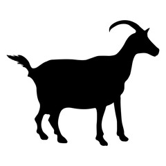 Goat
