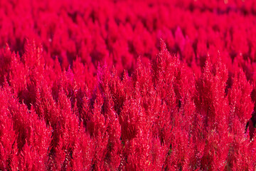 celosia plumosa or Pampas Plume Celosia flowers blooming in the garden red flowers