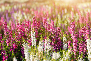 Obraz premium Antirrhinum flower,Forget me not, Blooming of colorful snapdragon flowers in the garden on sunny day