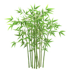 A lush green bamboo grove showcases tall, slender stalks adorned with delicate leaves, representing tranquility and nature's aesthetic beauty.