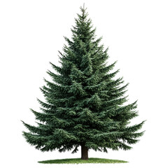 A magnificent evergreen conifer tree, showcasing lush green foliage with a symmetrical shape, ideal for landscaping and nature-themed projects.