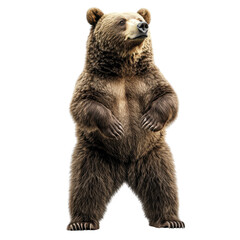 Obraz premium A majestic brown bear stands upright, showcasing its powerful build and striking features. This stunning image captures the essence of wildlife.