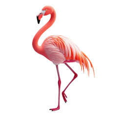 A vibrant flamingo standing gracefully, showcasing its elegant posture and striking pink feathers. Perfect for nature and wildlife themes.