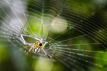 Spider in the Forests of  Northern Thailand