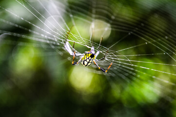 Spider in the Forests of  Northern Thailand