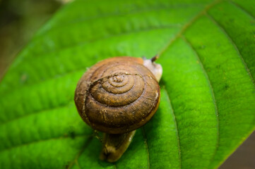 a snail creeps over a leaf in the Forests