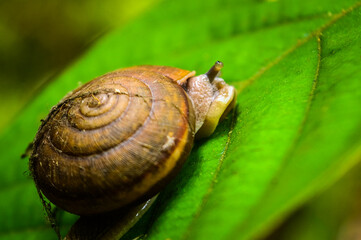 a snail creeps over a leaf in the Forests