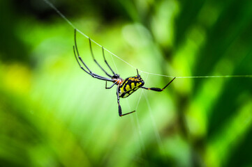 Spider in the Forests of  Northern Thailand
