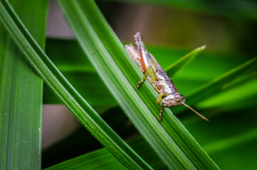 Grasshopper on tree Leaf with Natural Green Background