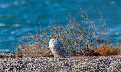 Snowy Owl on the beach