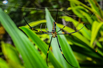 Spider in the Forests of  Northern Thailand
